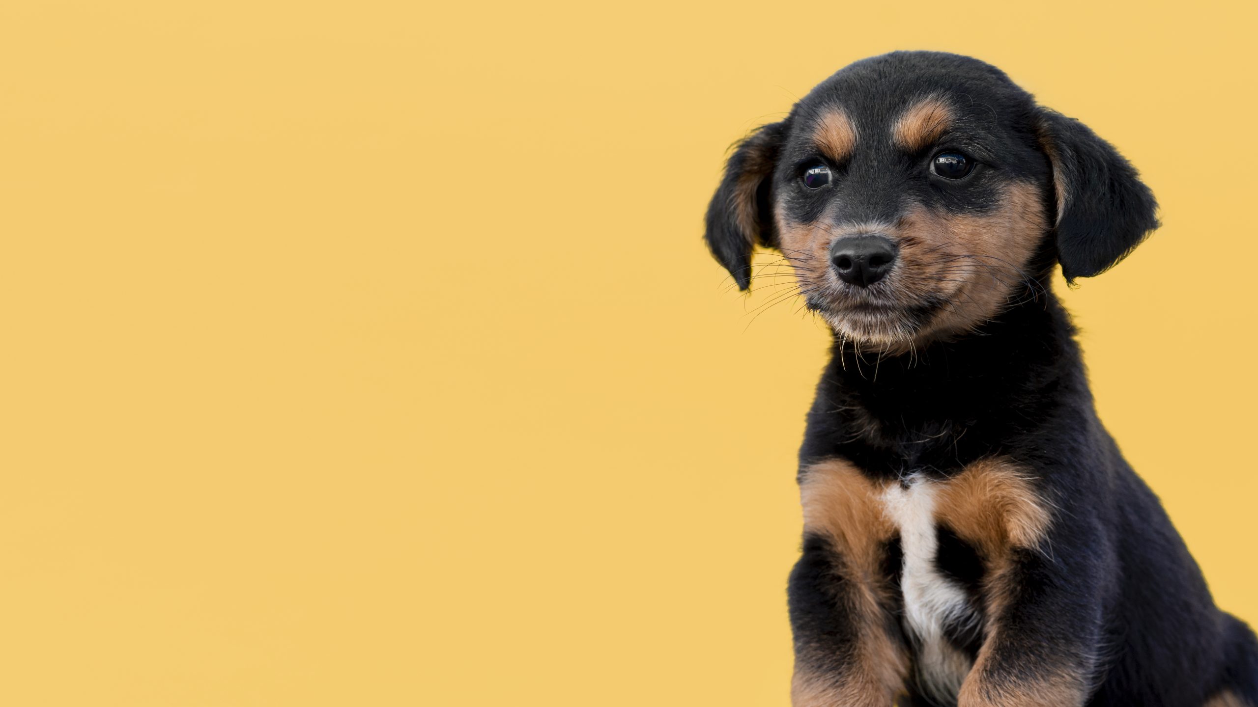 home 21 copy space cute dog yellow background scaled
