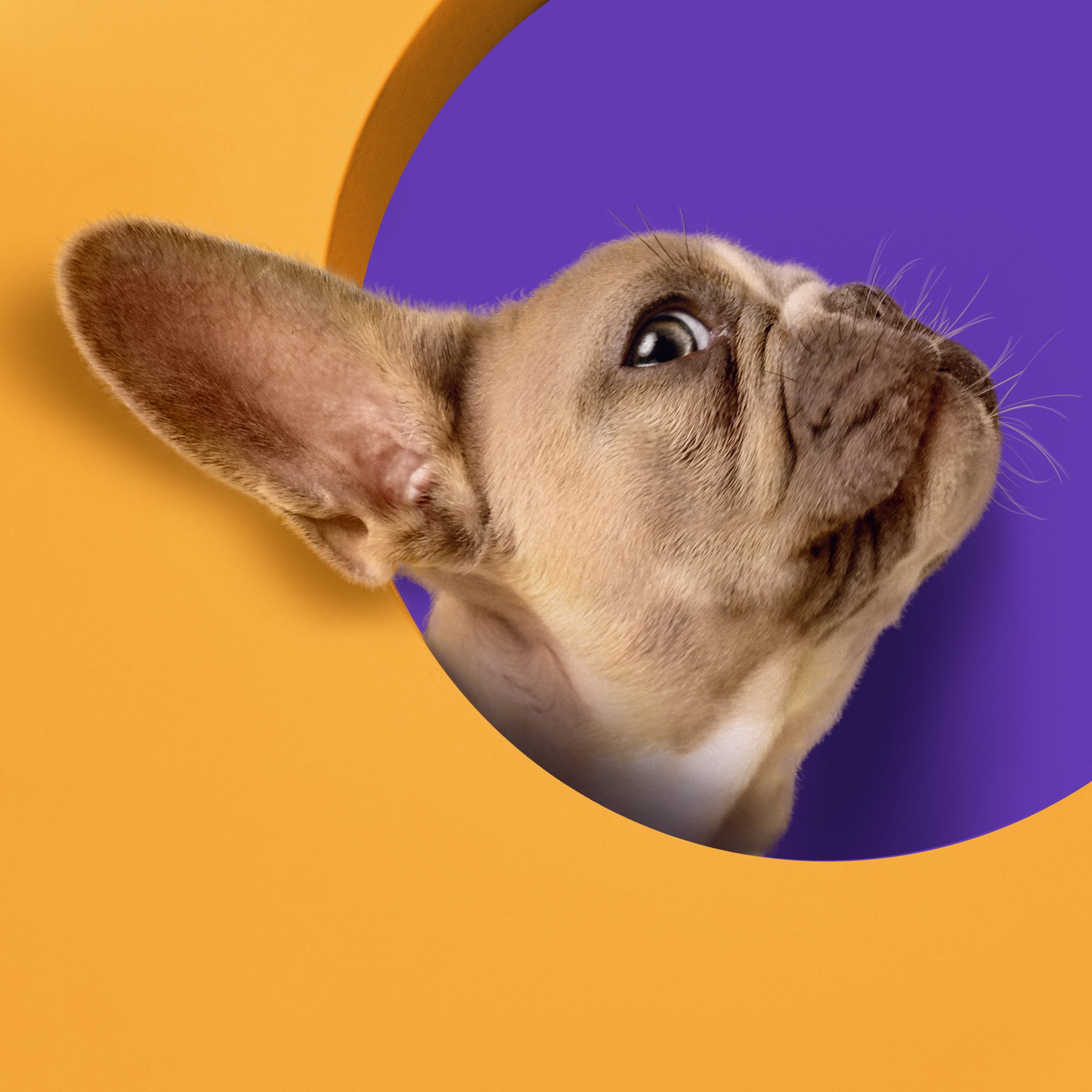 home 20 world animal day celebration with cute dog scaled